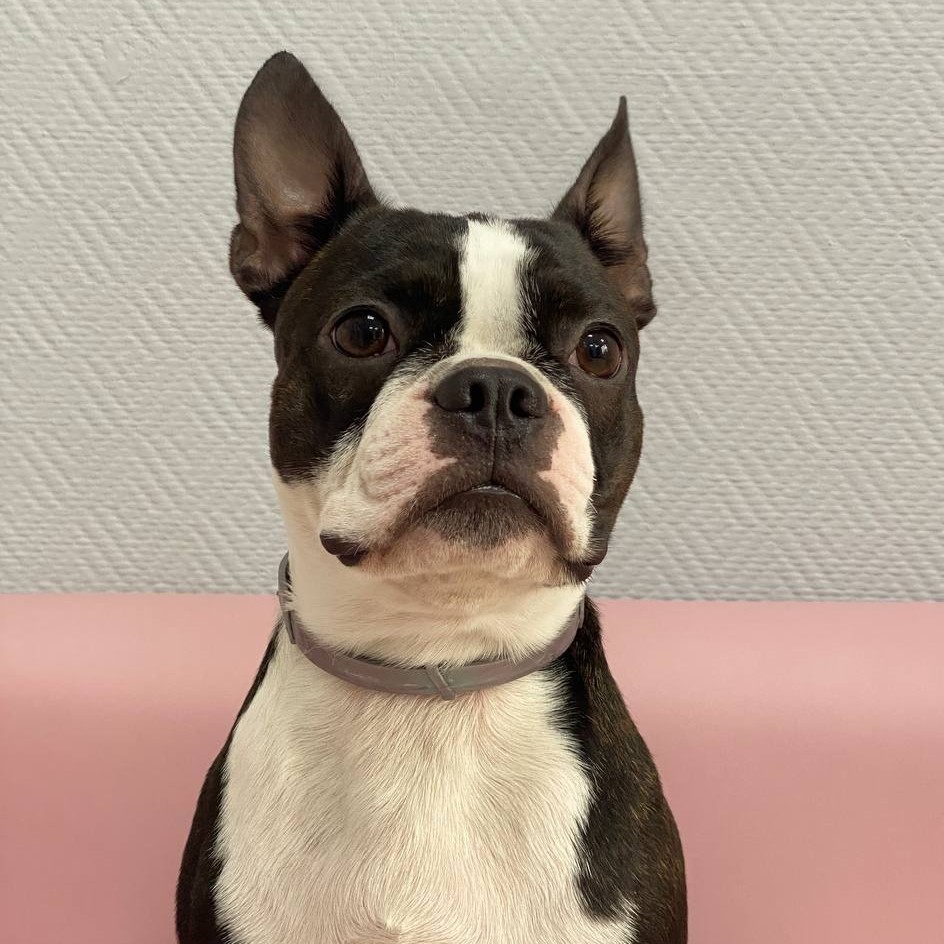 Экспресс-линька для Бостон-Терьера