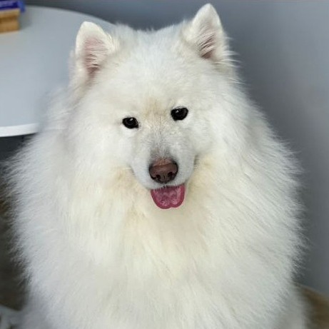 Экспресс-линька для Самоеда