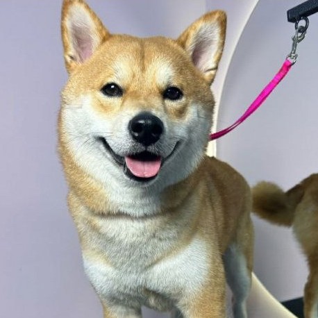 Экспресс-линька для Сиба-Ину