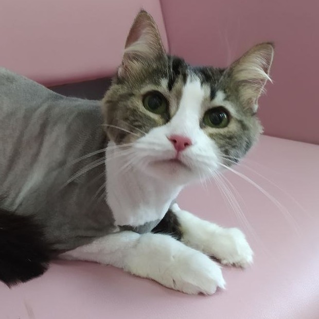 Стрижка кошки с купанием