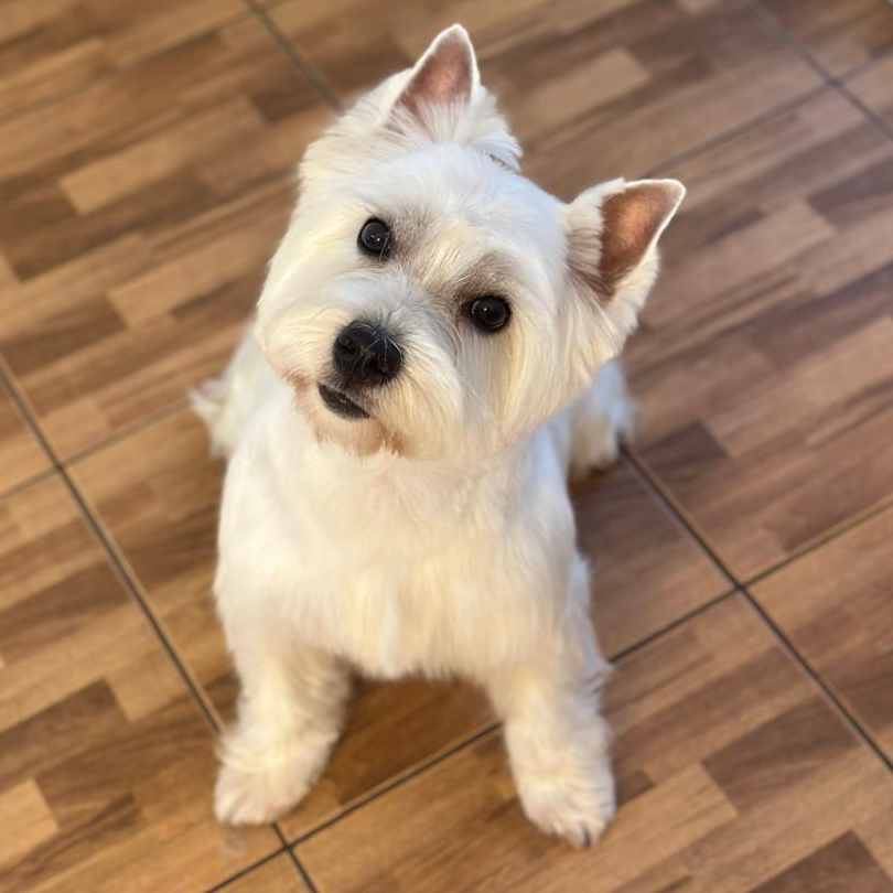 Вест-хайленд-уайт-терьер гигиена+стрижка