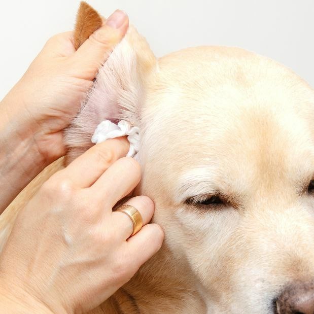 Гигиена ушей