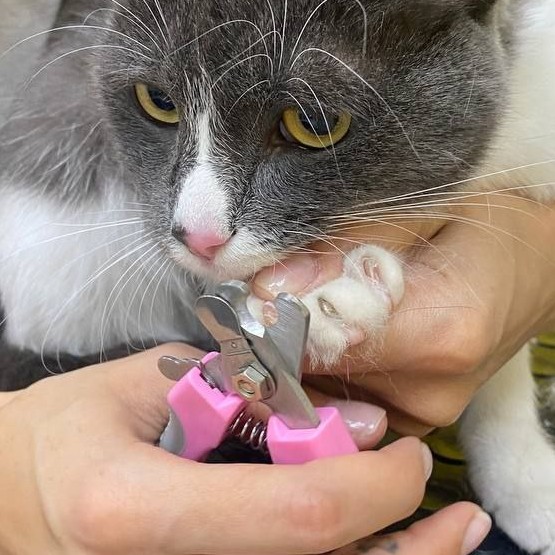 Когтекюр для кошек
