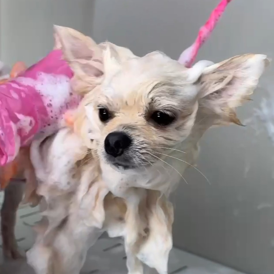 Купание шампунем от блох