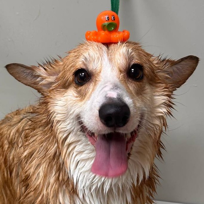 Комплекс забота (озоновая ванна с маской + чистка зубов + увлажнение подушечек лап воском)