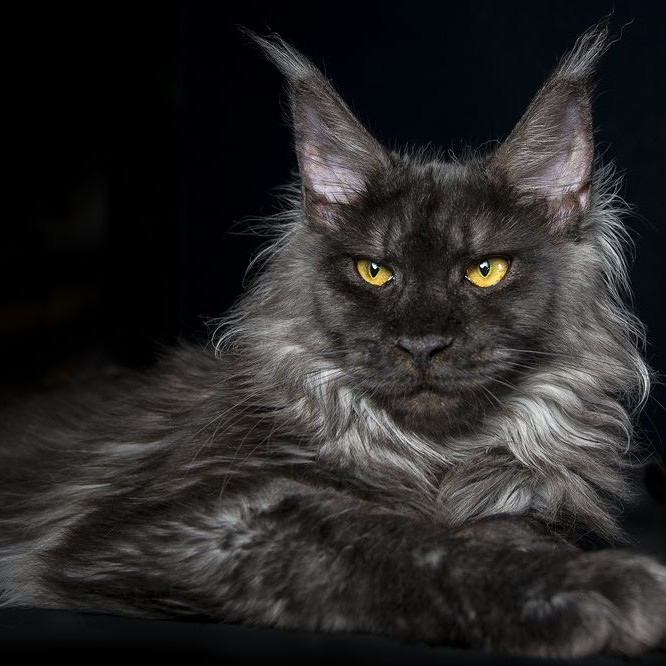 Мейн-кун  кошка комплекс