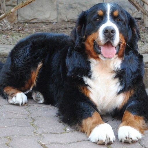 Бернский зенненхунд