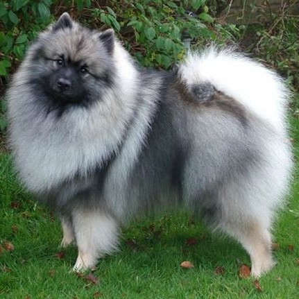 Шпиц Вольф ( кеесхонд) комплекс