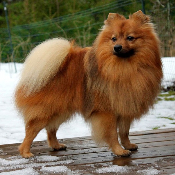 Шпиц немецкий комплекс