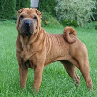 Шарпей комплекс