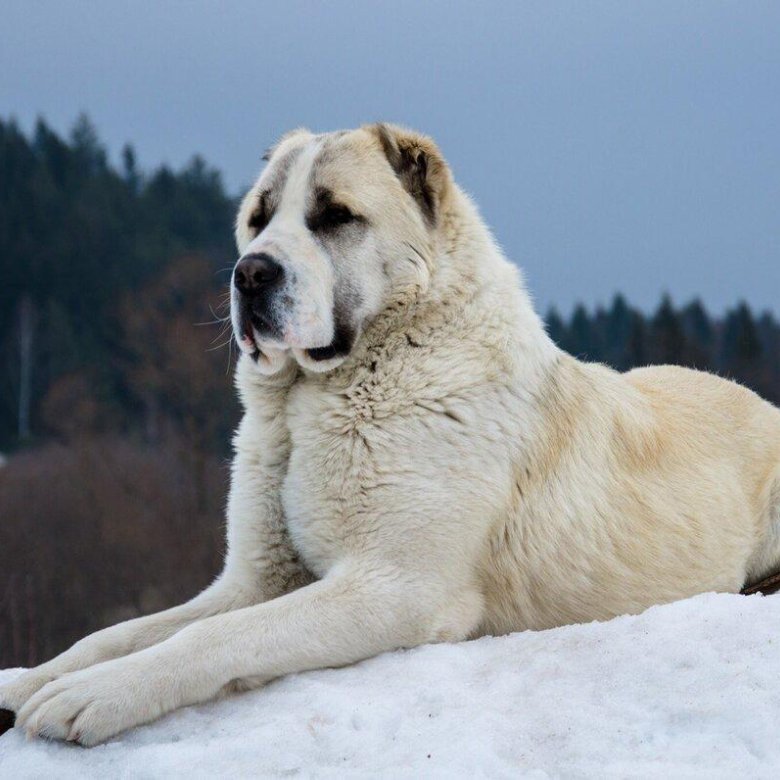 Среднеазиатская овчарка комплекс