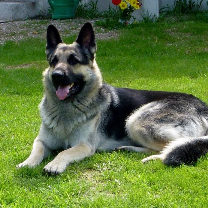 Восточно- европейская овчарка