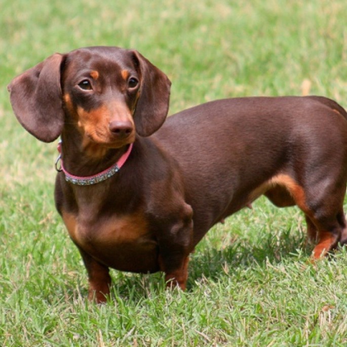 Такса гладкошерстная комплекс