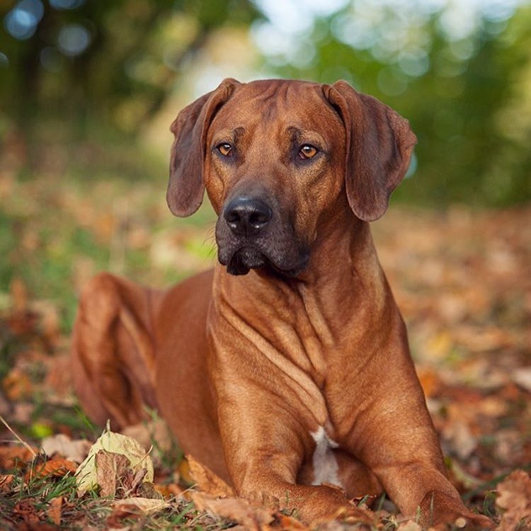 Риджбек комплекс