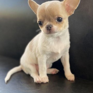 Чихуа-хуа короткошёрстная комплекс