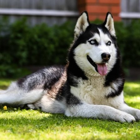 Сибирский хаски комплекс