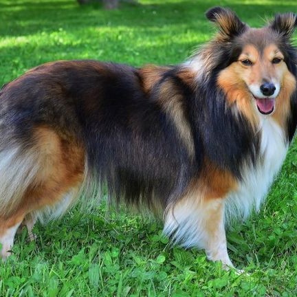 Шелти комплекс