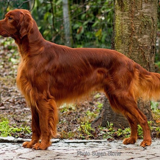 Сеттер комплекс