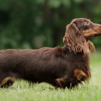 Такса длинношерстная комплекс