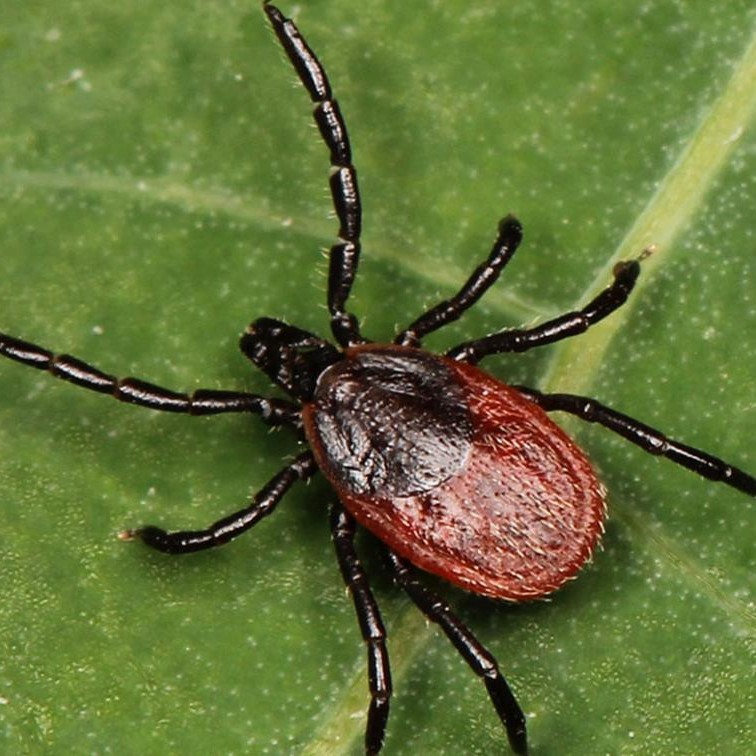 удаление клеща