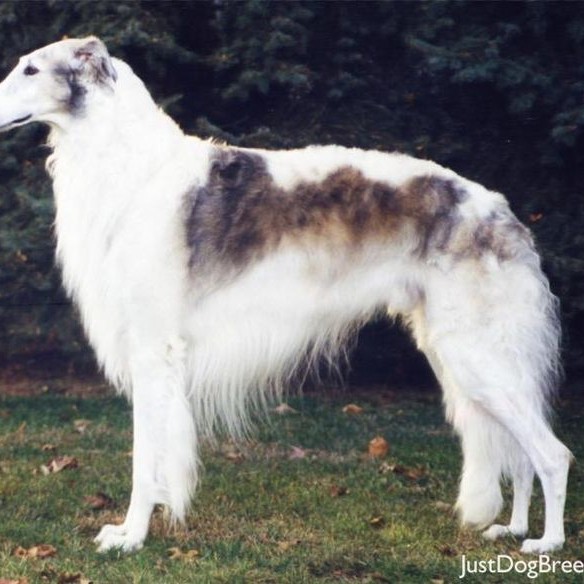 Русская борзая комплекс