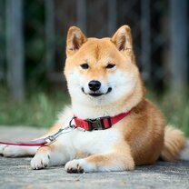 Сиба ину комплекс