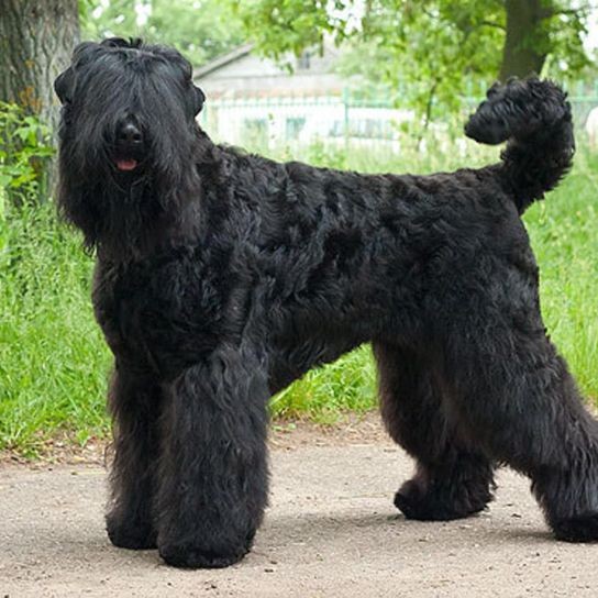 Чёрный терьер комплекс