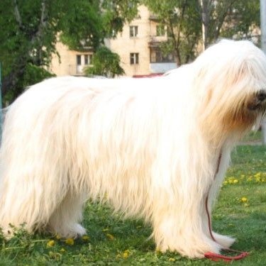 Южнорусская овчарка