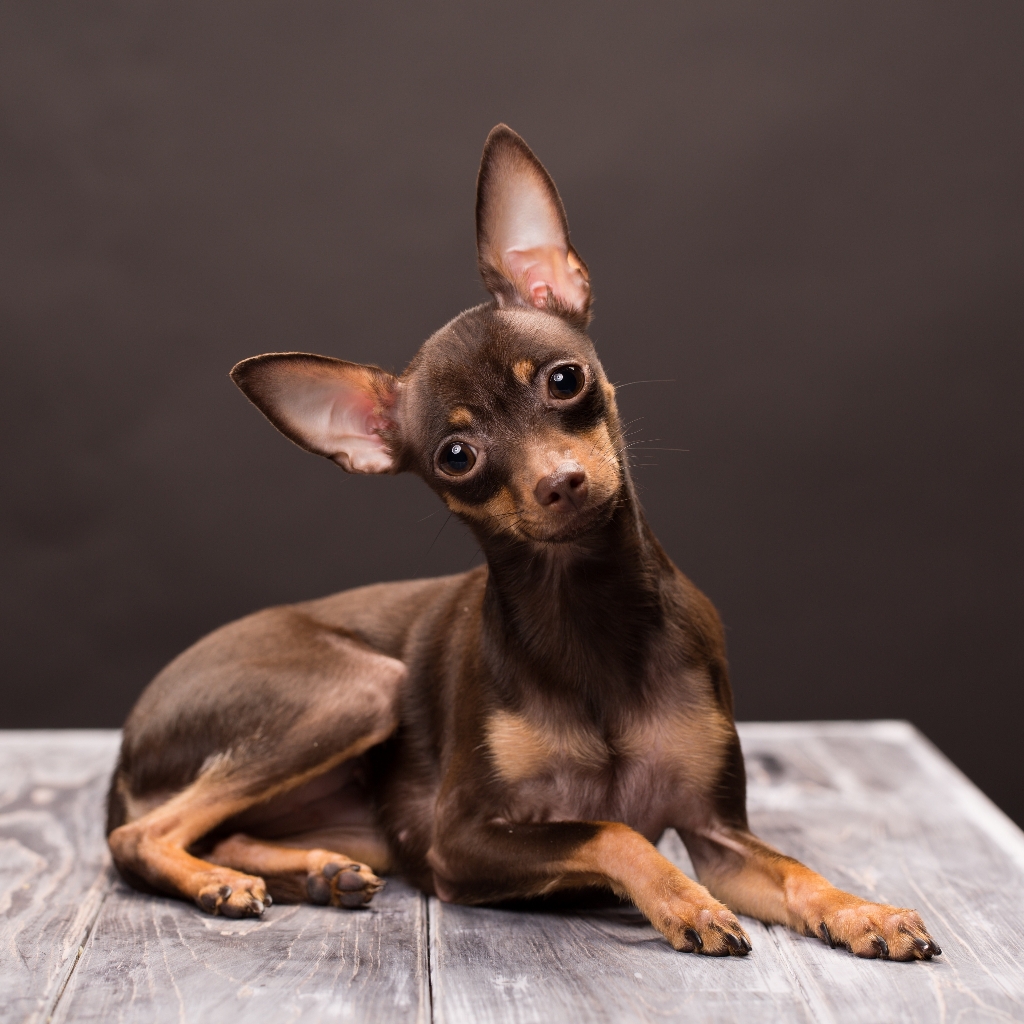 Той терьер гладкошерстный комплекс