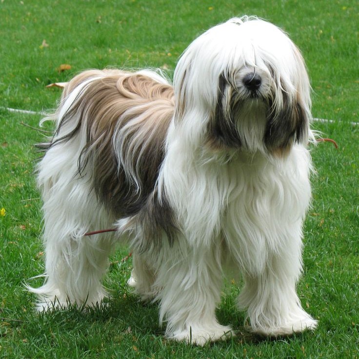 Тибетский терьер комплекс