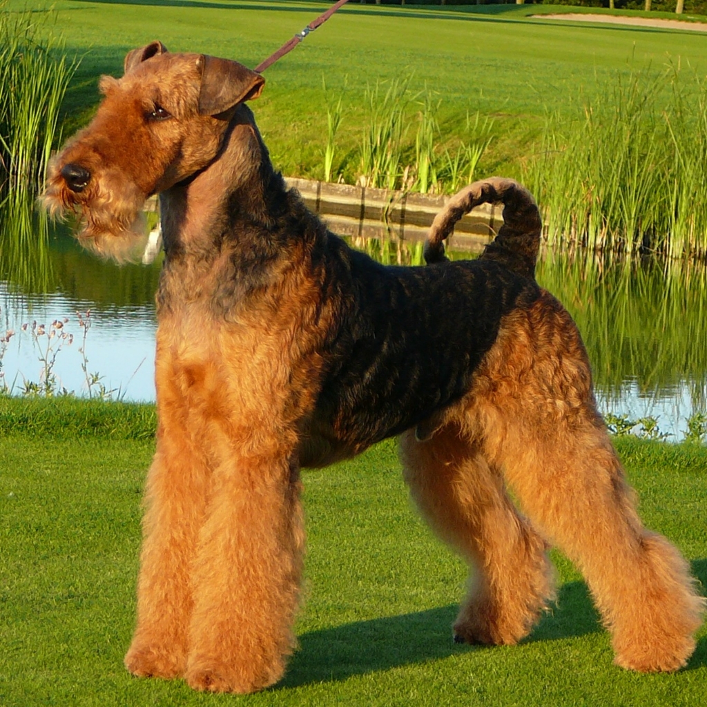 Эрдельтерьер комплекс