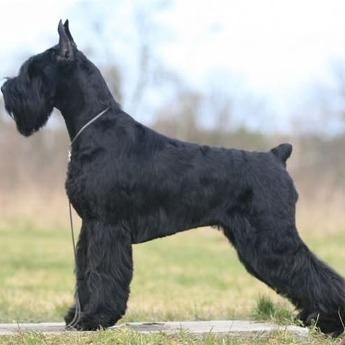 Ризеншнауцер комплекс