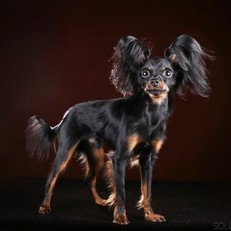 Той терьер длинношёрстный комплекс