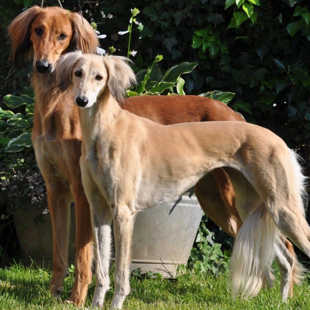 Салюки комплекс