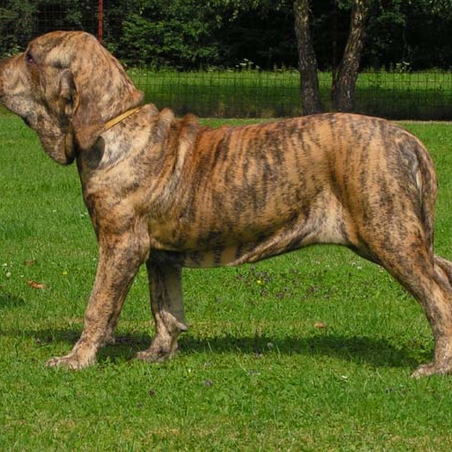 Фила бразильеро комплекс