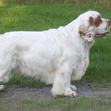 Кламбер-спаниель комплекс