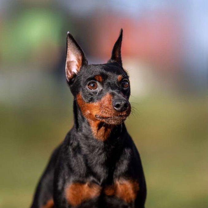 Цверг пинчер комплекс