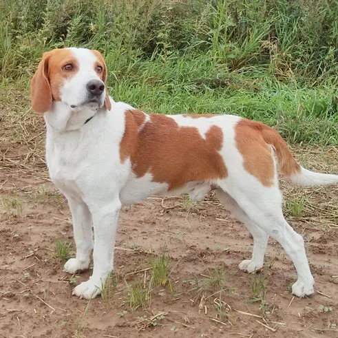 Эстонская гончая