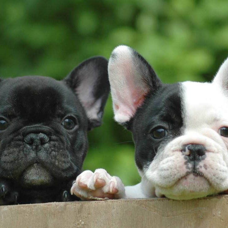 Французский бульдог комплекс