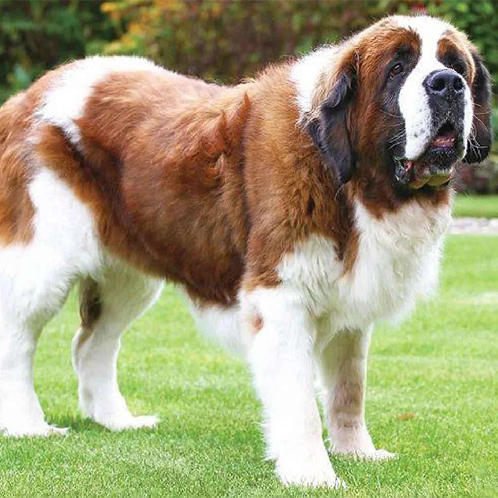 Сенбернар комплекс