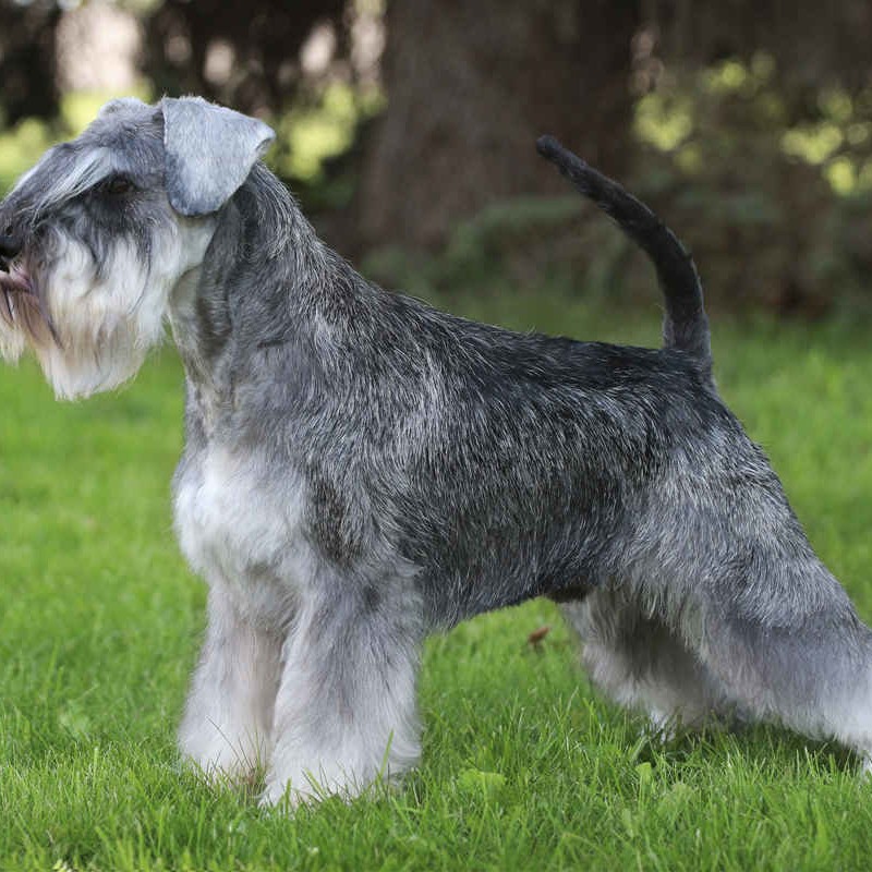 Цвергшнауцер стрижка