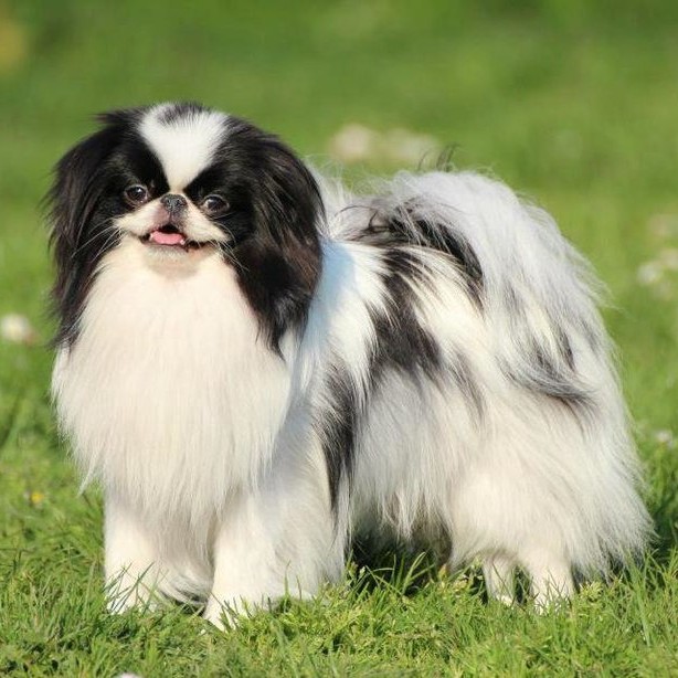 Хин комплекс