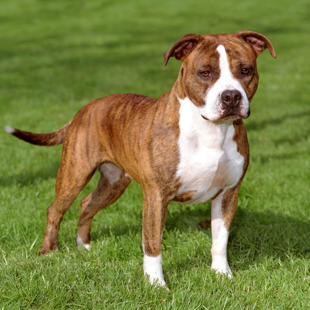 Стаффордшир терьер комплекс