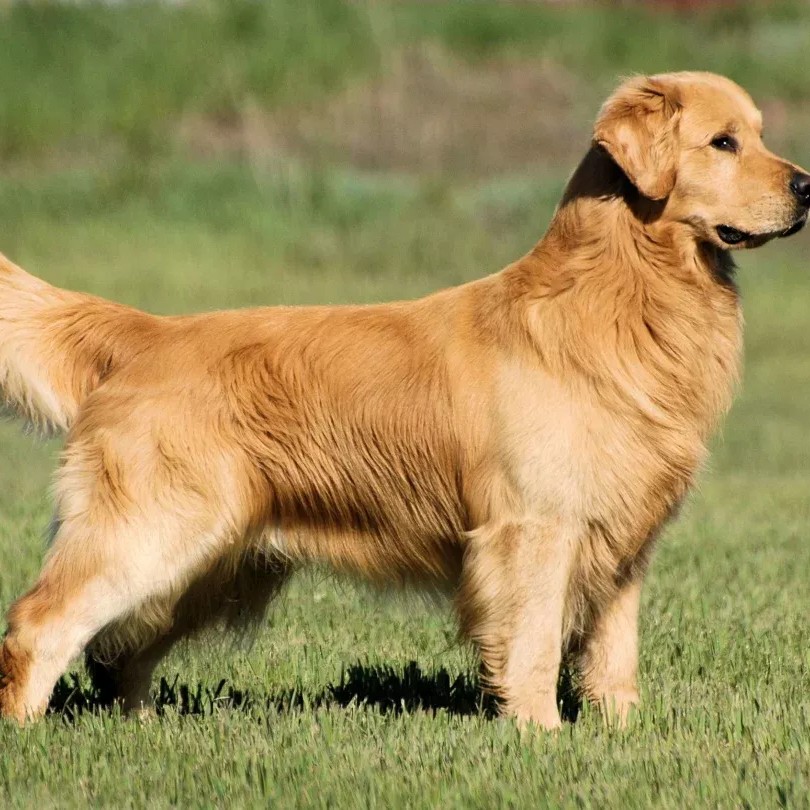 Ретривер комплекс