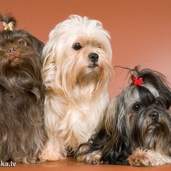 Русская цветная болонка комплекс