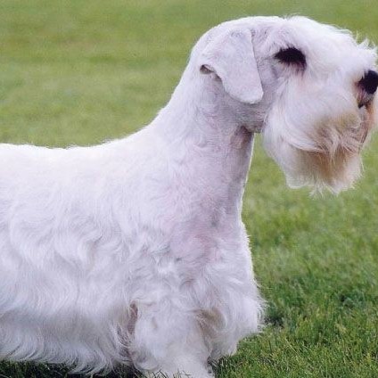 Силихем терьер стрижка комплекс