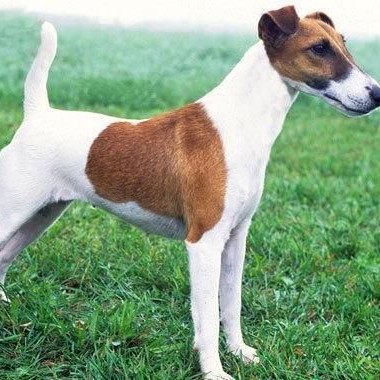 Фокс терьер гладкошерстный комплекс