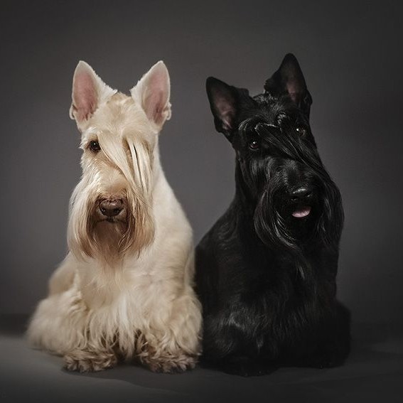 Скотч терьер стрижка комплекс