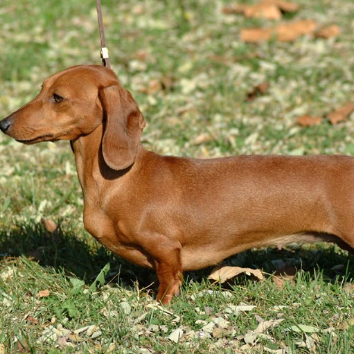 Такса кроличья гладкошерстная комплекс