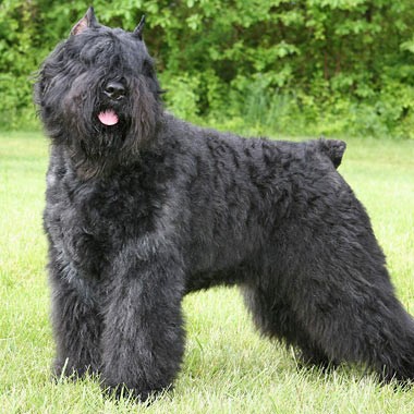 Фландрский Бувье комплекс